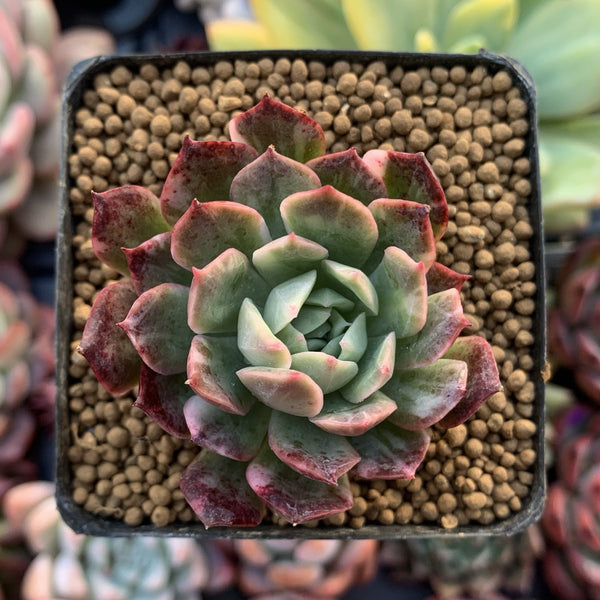 Echeveria 'Bradburiana' Variegated 2" Succulent Plant