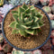 Echeveria Agavoides 'Firebird' 4" Succulent Plant