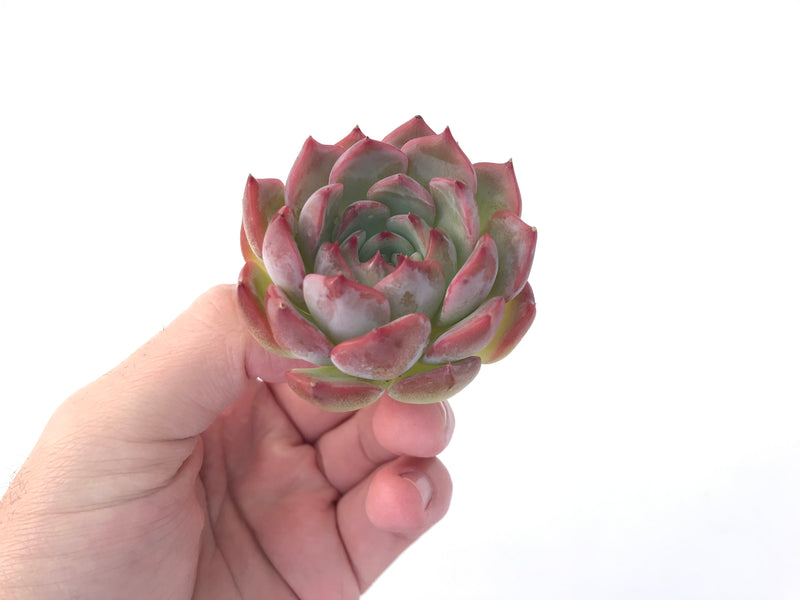 Echeveria 'Kerlean' 2" Succulent Plant