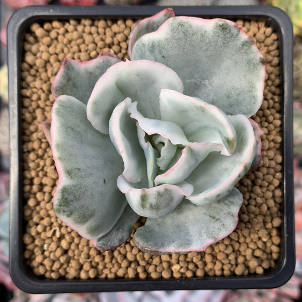 Echeveria 'Berkley Light' Variegated 2” Succulent Plant