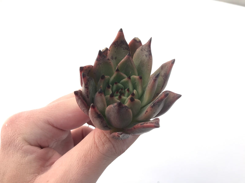 Echeveria Agavoides 'Sarabony' 2" Succulent Plant