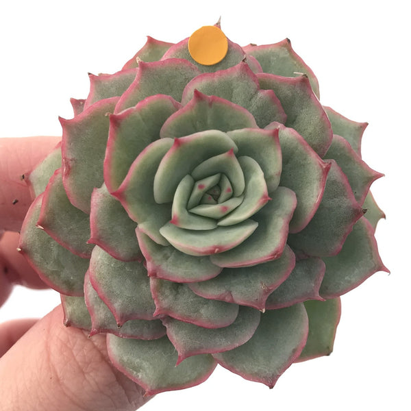 Echeveria ‘Ice Love’ Variegated 2” Succulent Plant