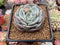 Echeveria 'Mont Blanc' 3" Powdery Succulent Plant