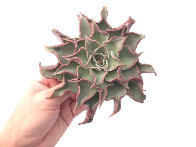 Echeveria 'Madiba' Special Form 5"-6" Rare Succulent Plant