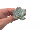 Echeveria 'Ivory' Selected Clone 1"-2" Powdery Succulent Plant