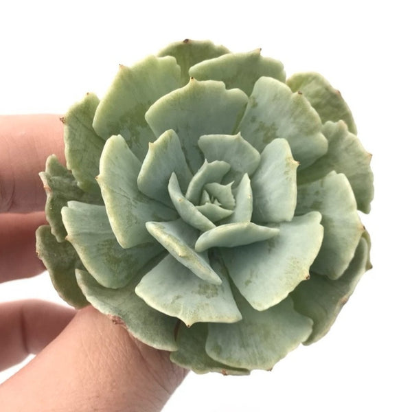 Echeveria ‘Cooks Pride’ Variegated 3" Variegated Rare Succulent Plant