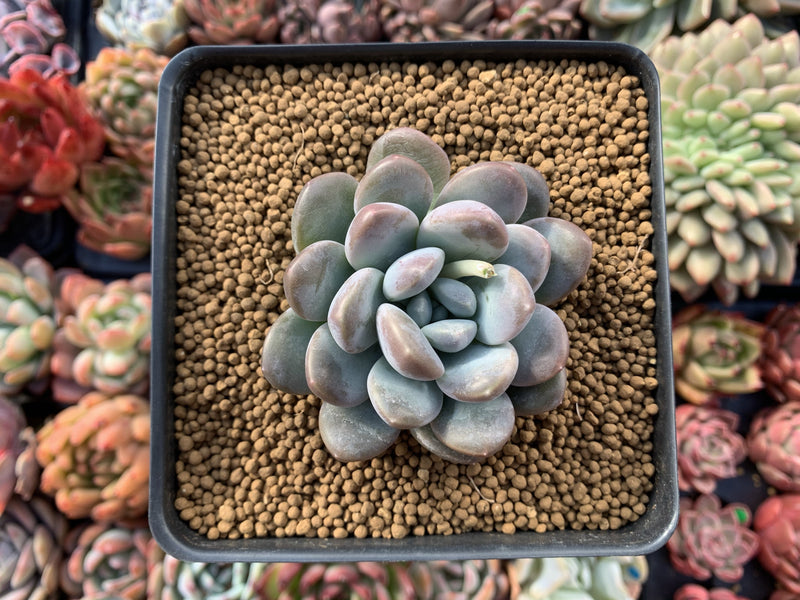 Pachyphytum 'Mureleri' 3" New Hybrid Powdery Succulent Plant