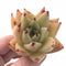 Echeveria Agavoides Royal 2”-3” Specimen Rare Succulent Plant