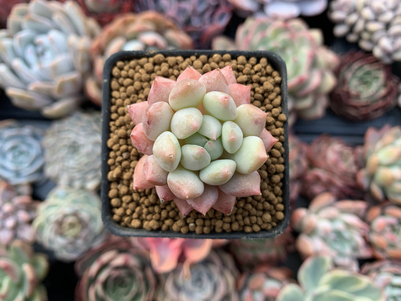 Pachyveria 'Crown Ball' 1" Succulent Plant