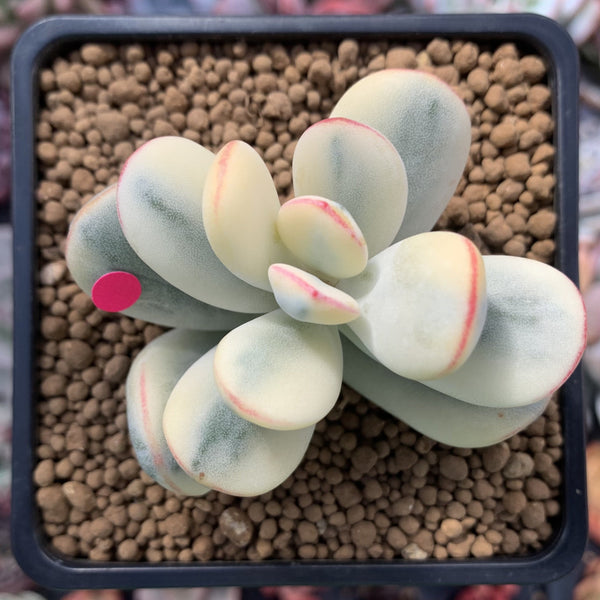 Cotyledon 'Orbiculata' Variegated Cutting 2" Succulent Plant