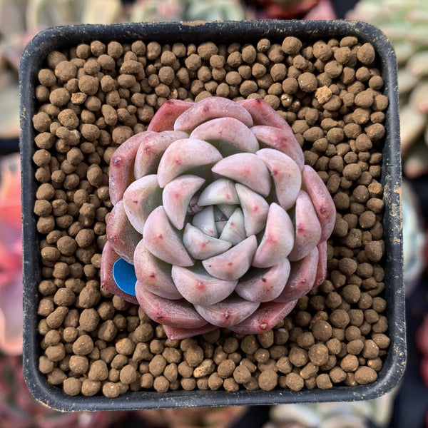 Echeveria 'Hanekansu' New Hybrid 1" Succulent Plant