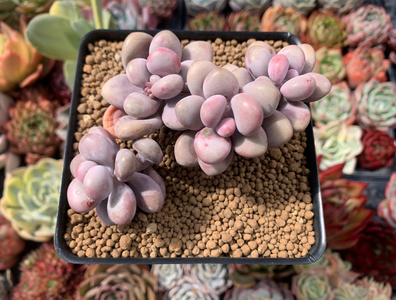 Graptopetalum 'Amethystinum' 4" Cluster Succulent Plant