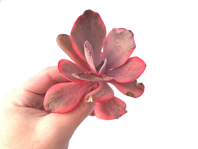 Echeveria 'Angel Wing' Variegated 3” Rare Succulent Plant