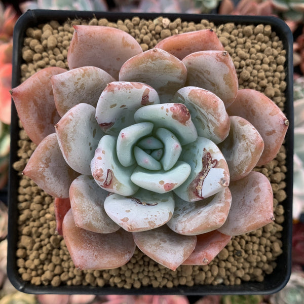 Echeveria 'Giant Purple' 3" Powdery Succulent Plant