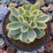 Echeveria 'Golden Glow' Variegated 5" Succulent Plant