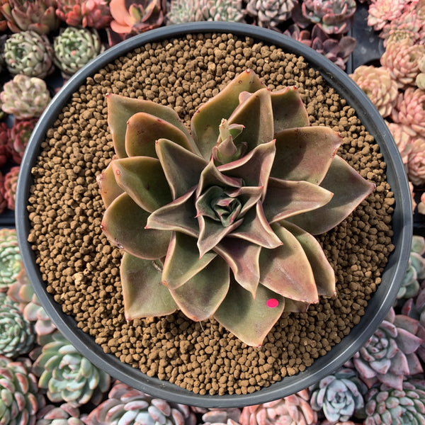 Echeveria Agavoides 'Rubella' 6"-7" Hard To Find Very Large Succulent Plant