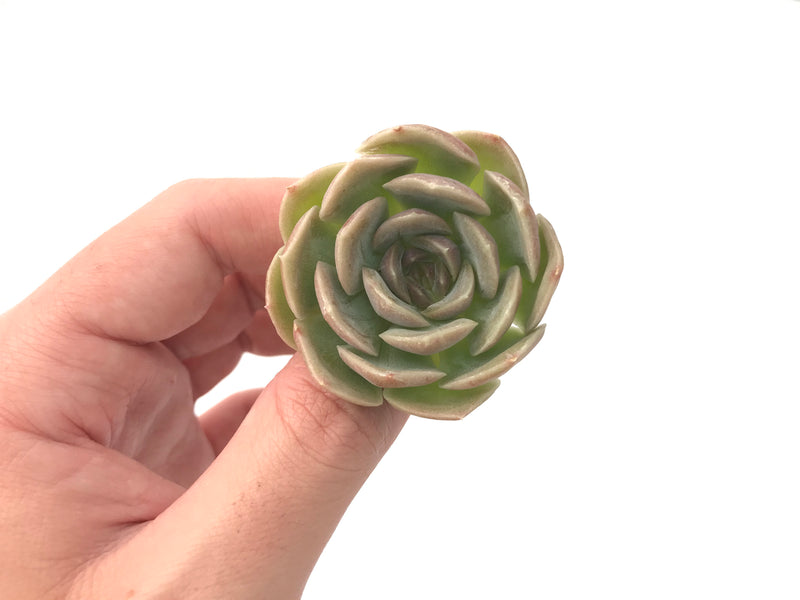 Echeveria 'Skybell' 1" New Hybrid Succulent Plant