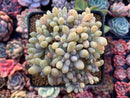 Cremeneria 'Expatriata' (Cremnophila linguifolia x Echeveria amoena ‘Microcalyx’) Crested Cluster 3"-4" Succulent Plant