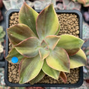 Graptoveria 'Fred Ives' Variegated 3" Succulent Plant