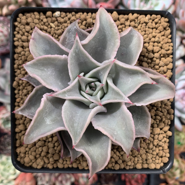 Echeveria 'Madiba' 3" Succulent Plant