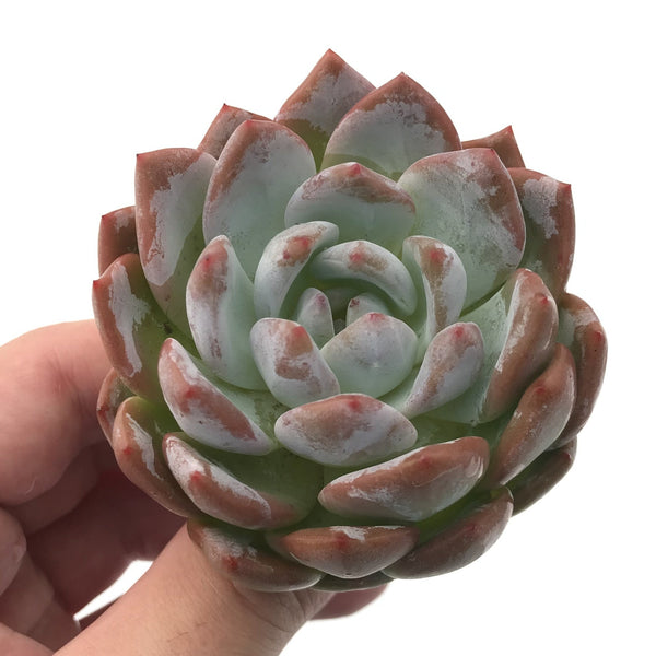 Echeveria 'Elegans Potosina' 4" Rare Succulent Plant