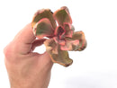 Echeveria 'Golden State' Variegated 2"-3" Succulent Plant