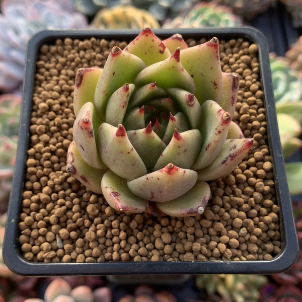 Echeveria Agavoides 'Our Year' New Hybrid 2" Succulent Plant