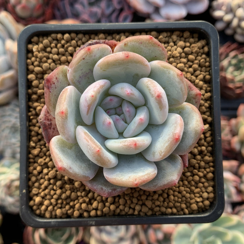 Echeveria 'Orange Monroe' 2" Succulent Plant