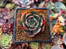 Echeveria 'Amistar' 2" Succulent Plant