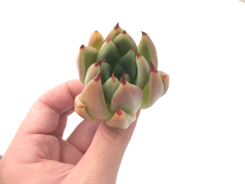 Echeveria Agavoides 'Maria' 4" Succulent Plant