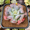 Echeveria 'Hearts Delight' 2"-3" Succulent Plant