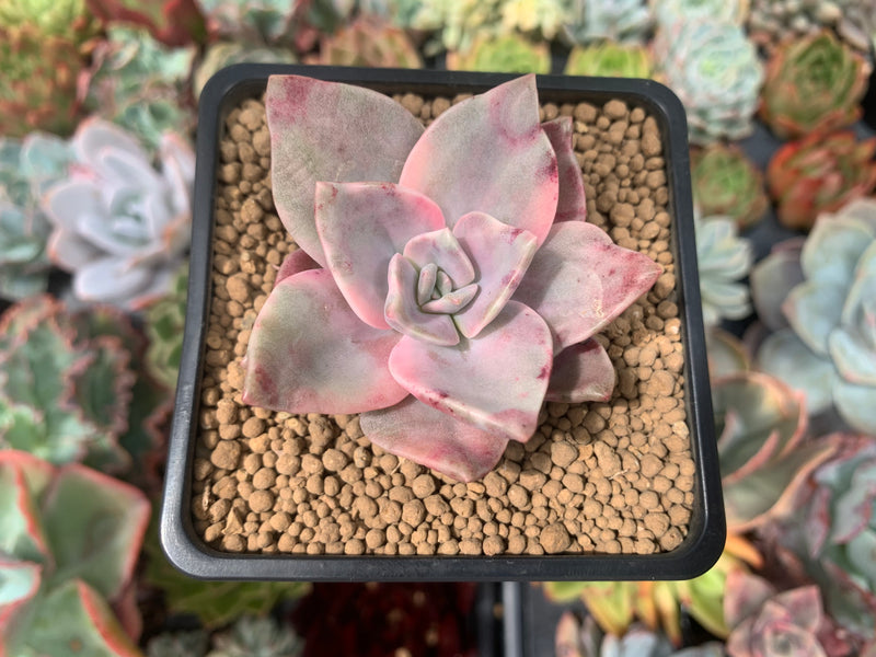 Graptopetalum 'Bainesii' Variegated 2" Succulent Plant