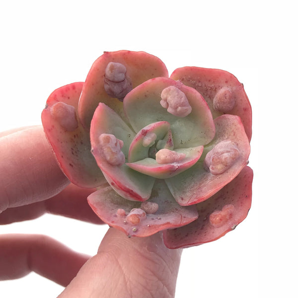 Echeveria Heart Delights Hybrid Small 2” Rare Succulent Plant