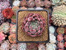 Echeveria 'Piano' 2" New Hybrid Succulent Plant