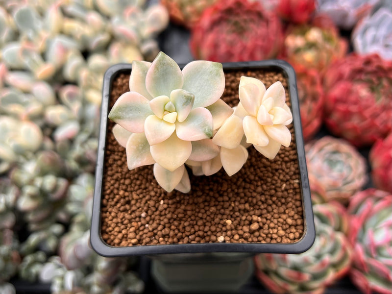 Graptoveria 'Titubans' Variegated 2” Cluster Succulent Plant