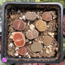 Collection of Lithops 2" (x9 Lithops) Succulent Plant