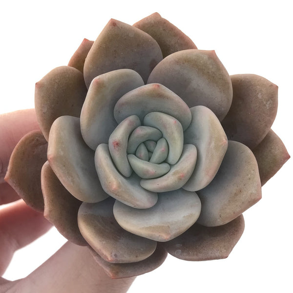 Echeveria 'La Bamba' 3" Succulent Plant