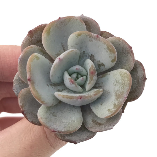 Echeveria 'Icy Purple' 1"-2" Powdery Succulent Plant