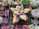 Echeveria 'Xichuensis' 2"-3" Succulent Plant