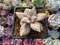 Echeveria 'Xichuensis' 2"-3" Succulent Plant