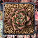 Echeveria Agavoides 'Bohem' 2" Succulent Plant