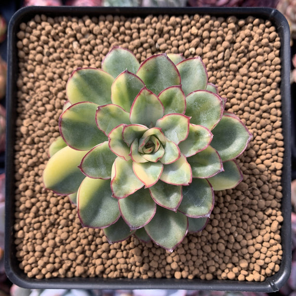 Echeveria 'Pulidonis' Variegated 2"-3" Succulent Plant