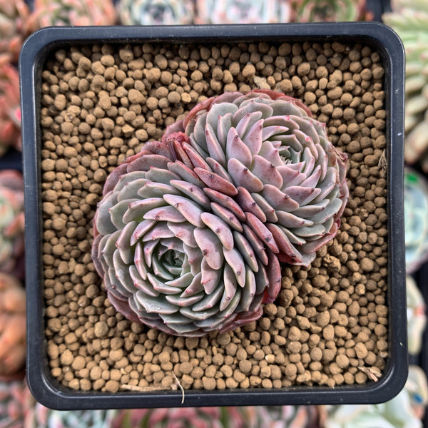 Echeveria 'Tuxpan' 2" Succulent Plant