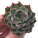 Echeveria Agavoides 'Red Bingo' New Hybrid 1"-2" Succulent Plant