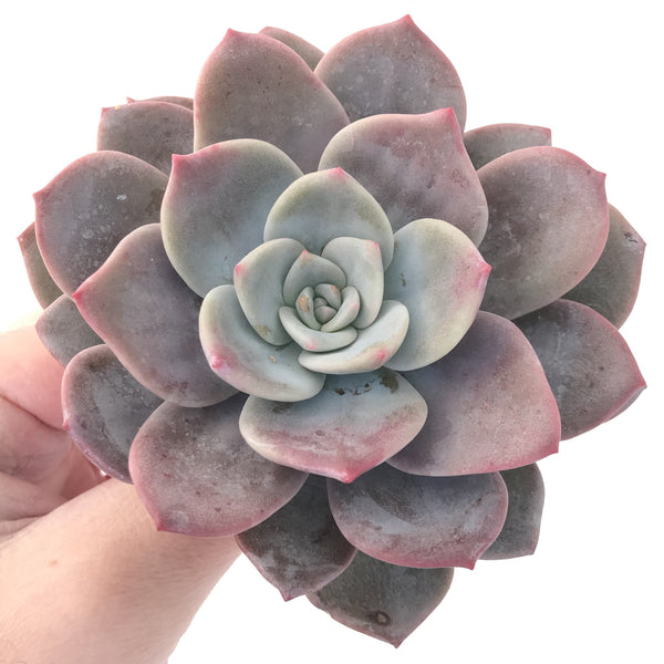 Echeveria 'Bianca' 4" Large Powdery Succulent Plant