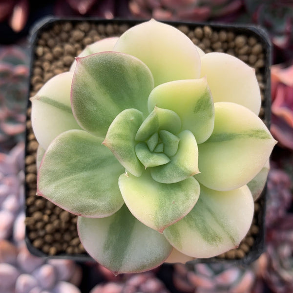 Echeveria 'Nicksana' Variegated 2" Succulent Plant