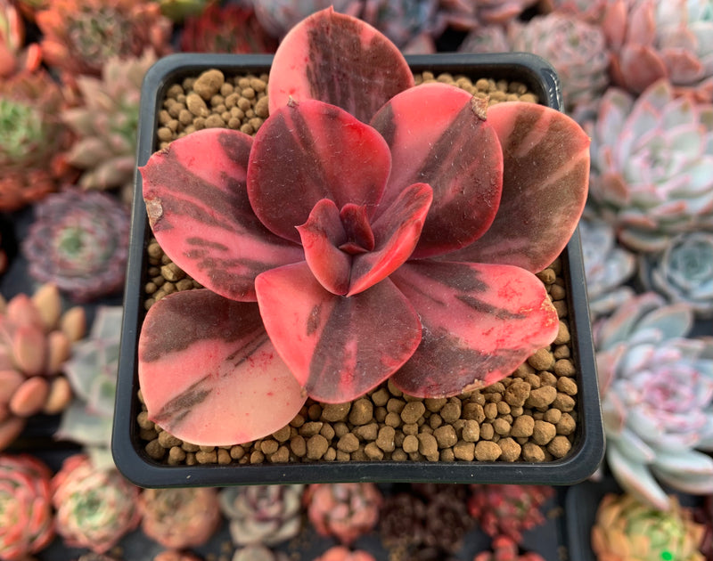 Echeveria 'Primadonna' Variegated