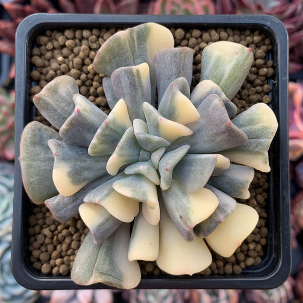 Echeveria 'Cubic Frost' Variegated 3" Very Rare Succulent Plant