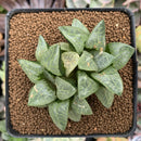 Haworthia 'Spring Water' 3" Double Head Succulent Plant