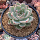 Echeveria Agavoides 'Shallot' 4"-5" Succulent Plant